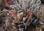  Long-legged spider crab/snakelocks anemone