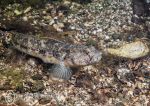 Black goby