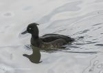 Tufted duck - female