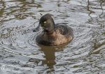 Tufted duck - female