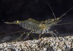 Prawn - Trefor