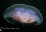 Moon jelly