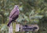 Buzzard