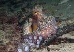 Common octopus