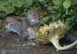 Grey squirrel & sunflower head