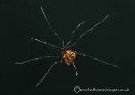 Sea spider