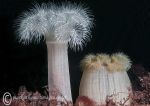 Plumose anemones