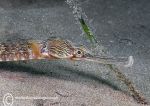 Greater Pipefish