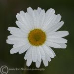 Oxeye daisy