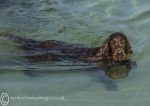 Finbar - swimming, Omey