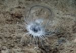 Burrowing anemone