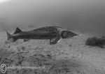 Sturgeon b&w 2