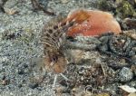 Tompot blenny