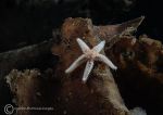 Asterias rubens on kelp