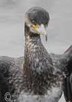 Cormorant portrait