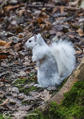 Grey squirrel - leucism