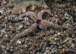 Common brittlestar