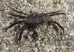 shore crab - Aughrus