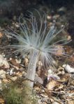 Tube anemone