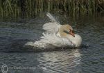 Mute Swan - 05/2017