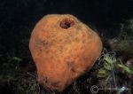 Sea orange sponge