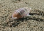 Acteon tornatilis - sea slug