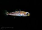 Two-spot goby