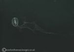 Sea Gooseberry