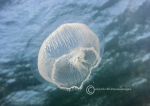 Hydromedusa