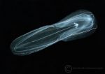 Comb jelly