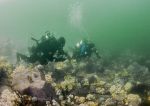 Farnes reef - divers