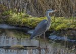 Grey heron