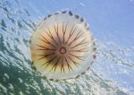 Compass Jellyfish 06/24