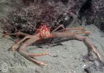 Long-clawed squat lobster