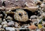 Goby