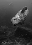 grey seal passing by