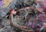 long-clawed squat lobster