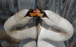 Swan reflection