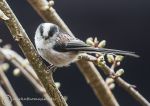 Long-tailed Tit