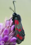 Five-spot burnet