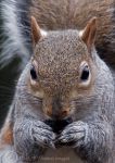 Grey Squirrel