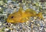 Long-spined scorpion fish