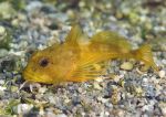 Long-spined scorpion fish