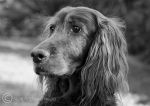 Sorcha