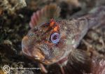 Tompot Blenny - JEL