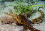 Greater Pipefish