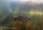 Trout in shallows