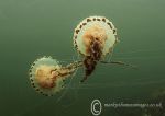 Compass Jellyfish