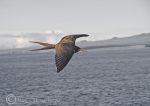 frigate bird