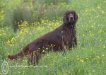 Finbar & flowers1